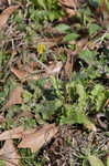 Oriental false hawksbeard